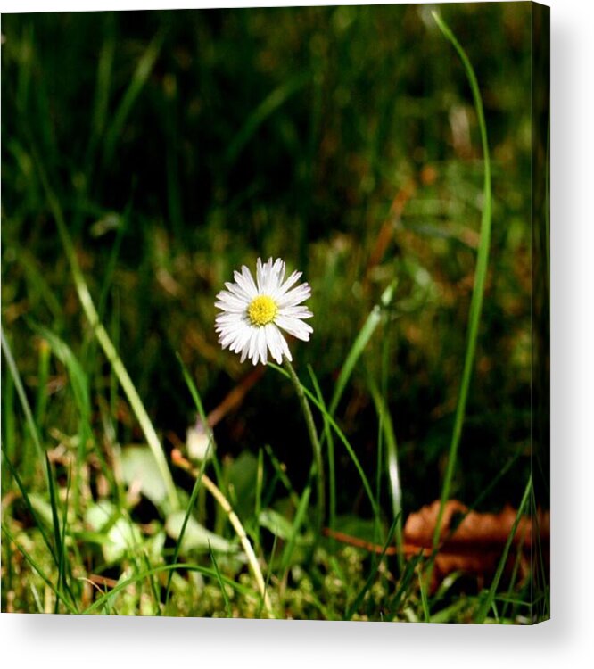 Daisy Acrylic Print featuring the photograph Daisy Daisy #1 by Abbie Shores