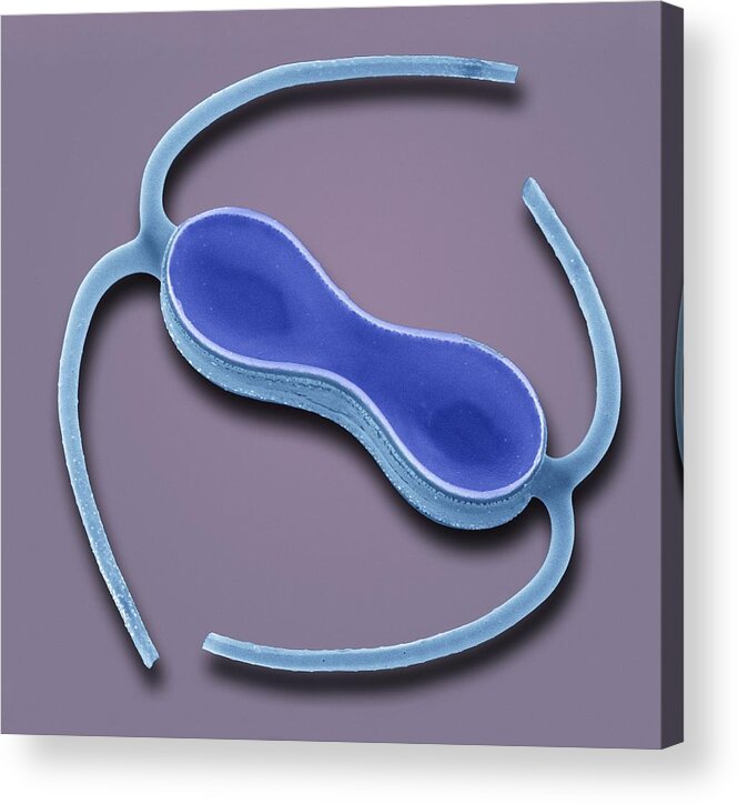 Alga Acrylic Print featuring the photograph Diatom, Sem #1 by Steve Gschmeissner