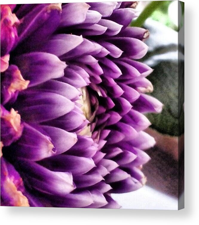 Photography Acrylic Print featuring the photograph Dream In Color #1 by Jacqueline Schreiber