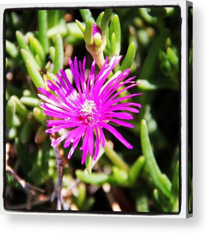 Flower Acrylic Print featuring the photograph Flower #1 by Luisa Azzolini