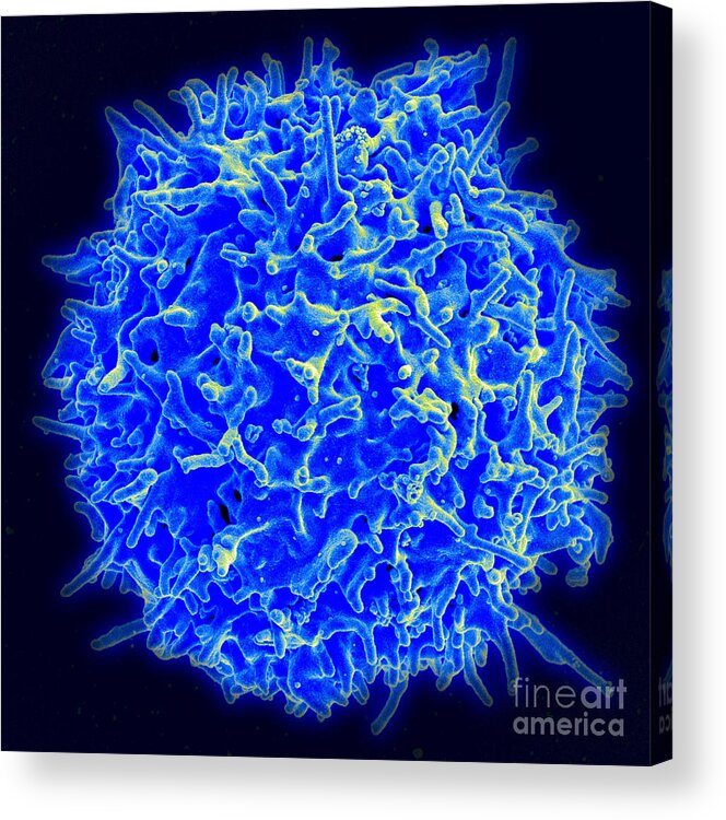 Biology Acrylic Print featuring the photograph Healthy Human T Cell, Sem by Science Source