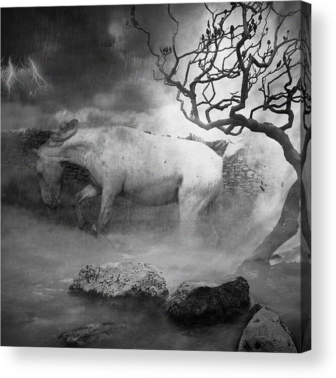 Horse Acrylic Print featuring the photograph Horse #1 by Rachel Williams