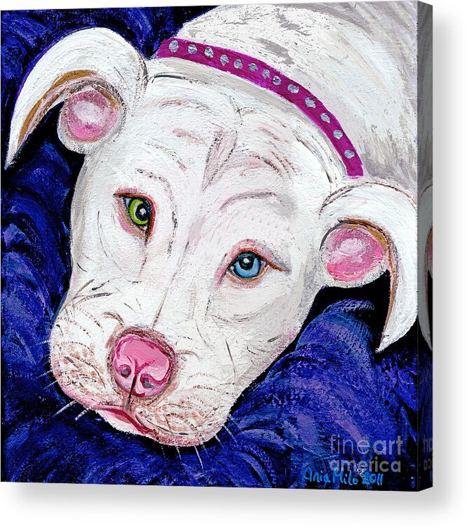 Pit Bull Acrylic Print featuring the painting Pillow Talk #1 by Ania M Milo