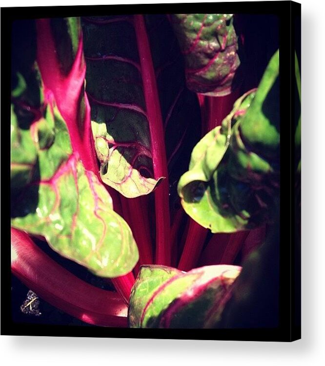  Acrylic Print featuring the photograph Rainbow Chard #1 by Gracie Noodlestein