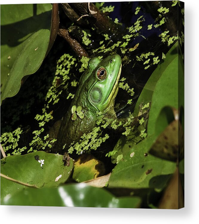 Kenilworth Aquatic Park Acrylic Print featuring the photograph Rana clamitans or Green Frog #2 by Perla Copernik