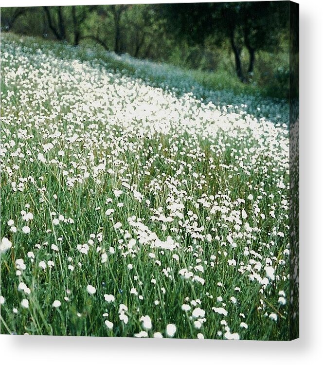 Landscape Meadow Spring Flowers Acrylic Print featuring the photograph Spring #1 by Andrew Drozdowicz