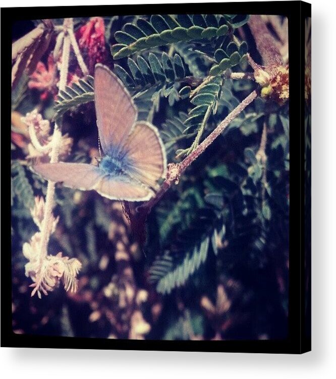 Butterfly Acrylic Print featuring the photograph #snow #photography #funny #art #scenery #101 by Adam Snow