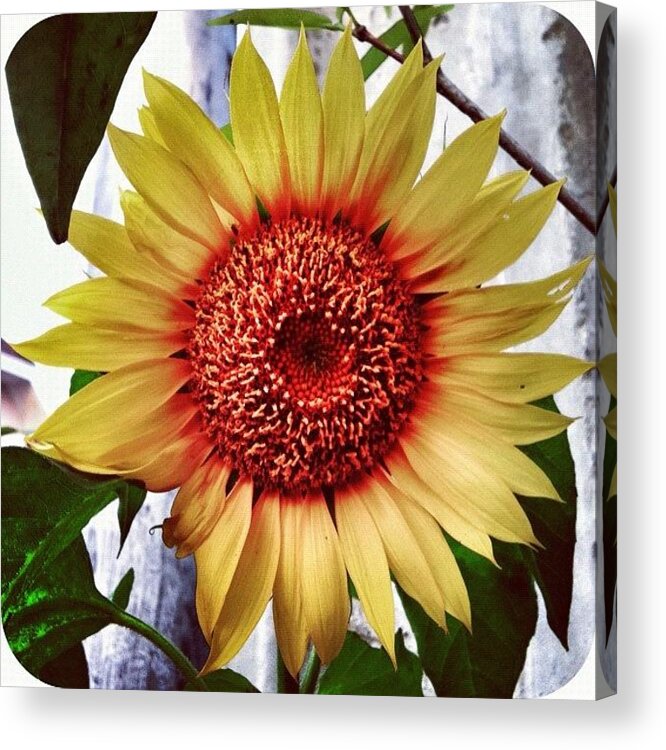Flower Acrylic Print featuring the photograph Instagram Photo #101342966583 by Remy Asmara