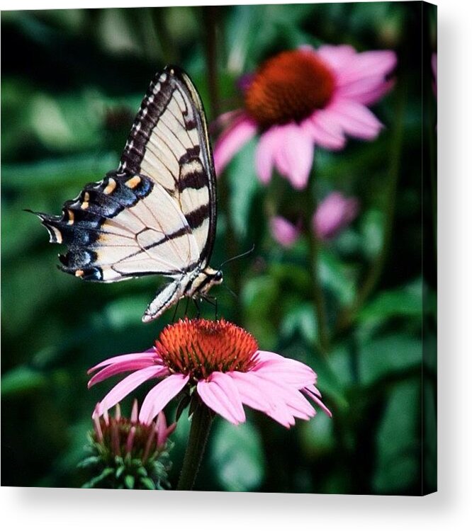  Acrylic Print featuring the photograph Instagram Photo #231343422882 by Brandon Harris