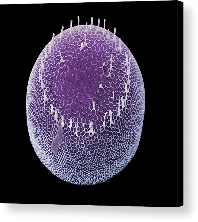 Diatom Acrylic Print featuring the photograph Diatom Alga, Sem #26 by Steve Gschmeissner