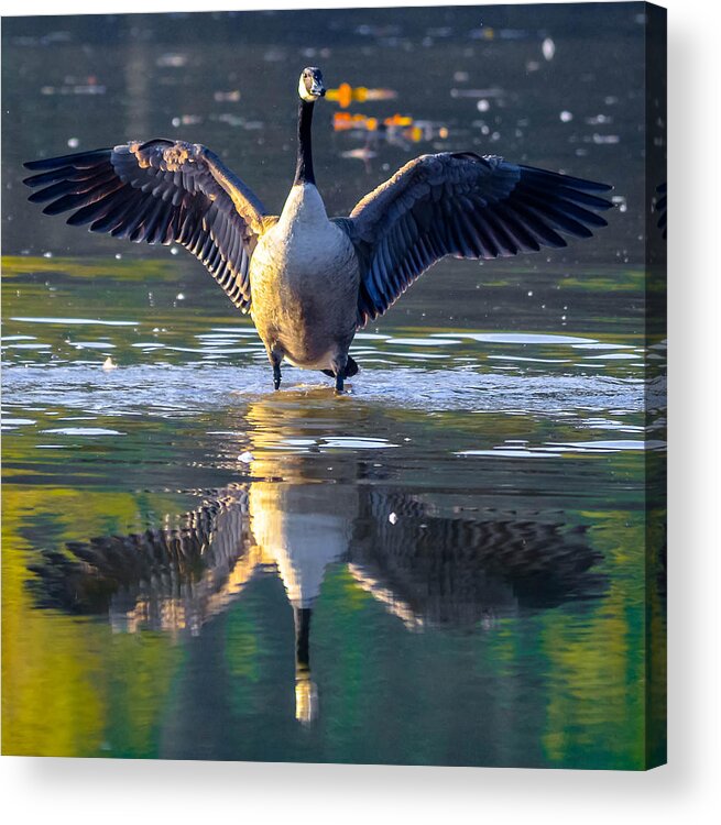  Acrylic Print featuring the photograph Canadian Goose #27 by Brian Stevens