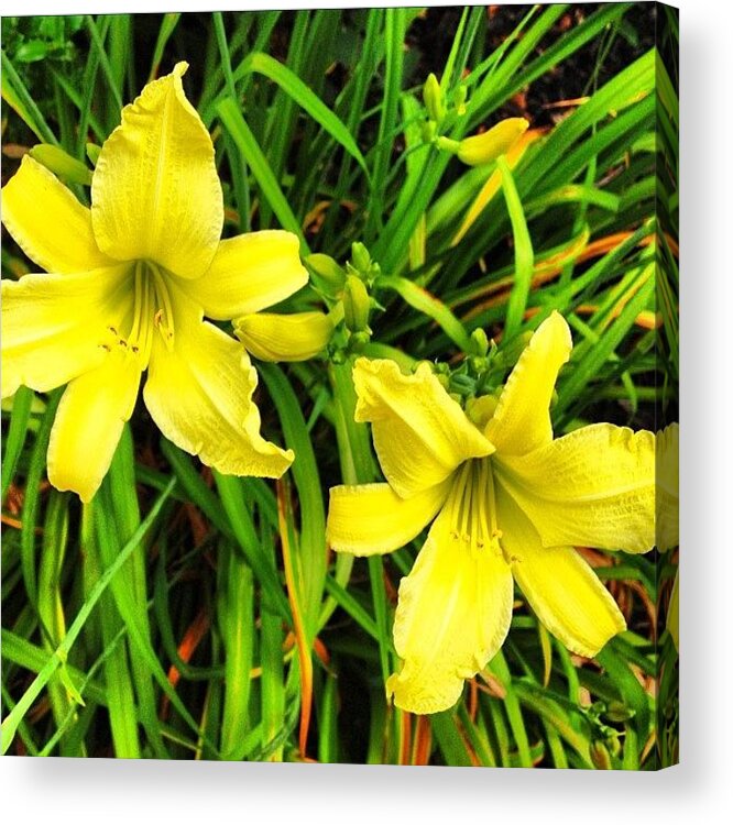 Daylily Acrylic Print featuring the photograph Daylily flower #3 by Irina Moskalev