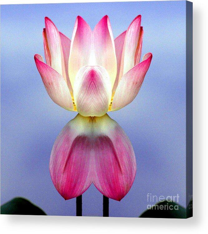 Lotus Acrylic Print featuring the photograph Lotus #3 by Mark Gilman
