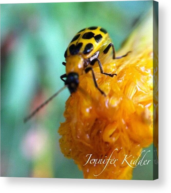Macro_aroundworld Acrylic Print featuring the photograph ✨🌾tag Your Nature Photos #3 by Jennifer K