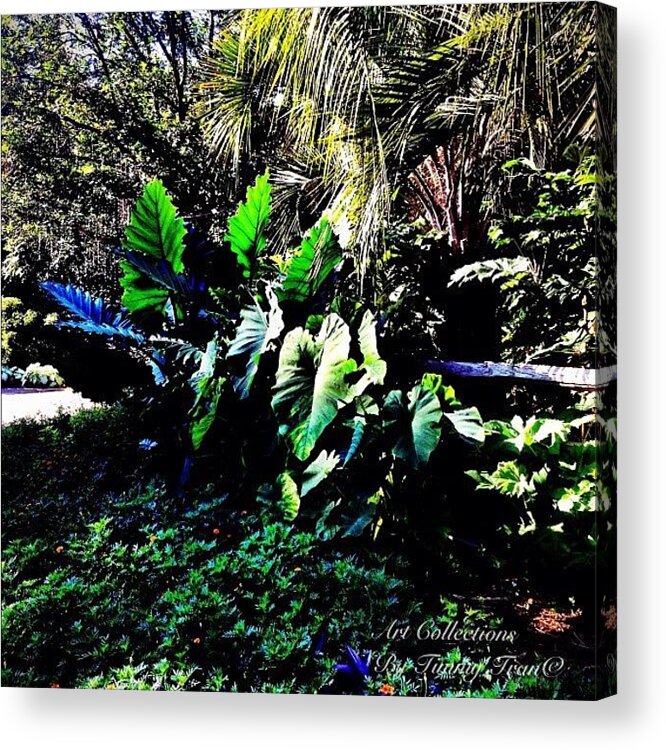 Art Acrylic Print featuring the photograph #follow #nature #throwbackthursday #32 by Timmy Tran