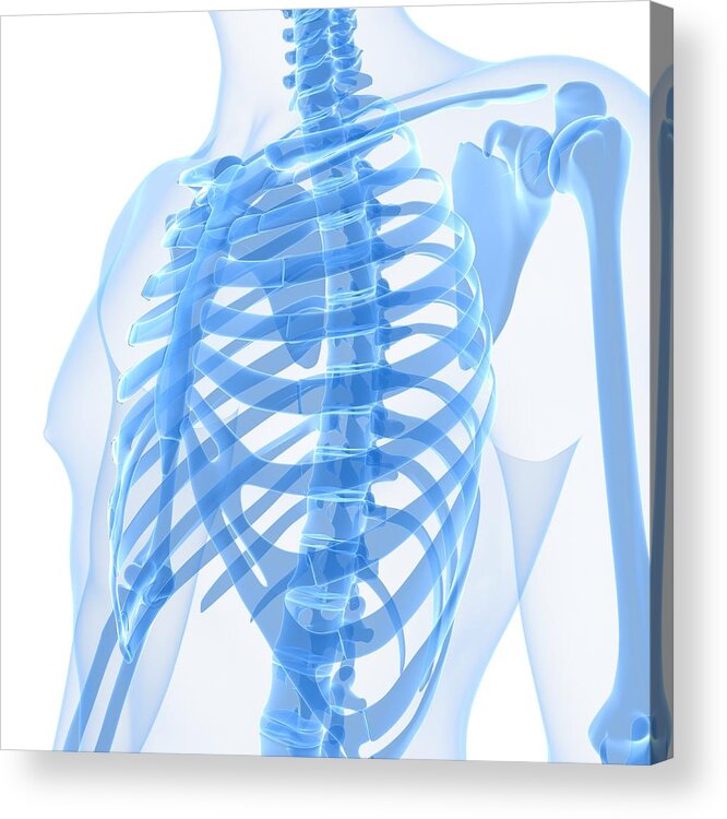 Square Acrylic Print featuring the digital art Upper Body Bones, Artwork #45 by Sciepro