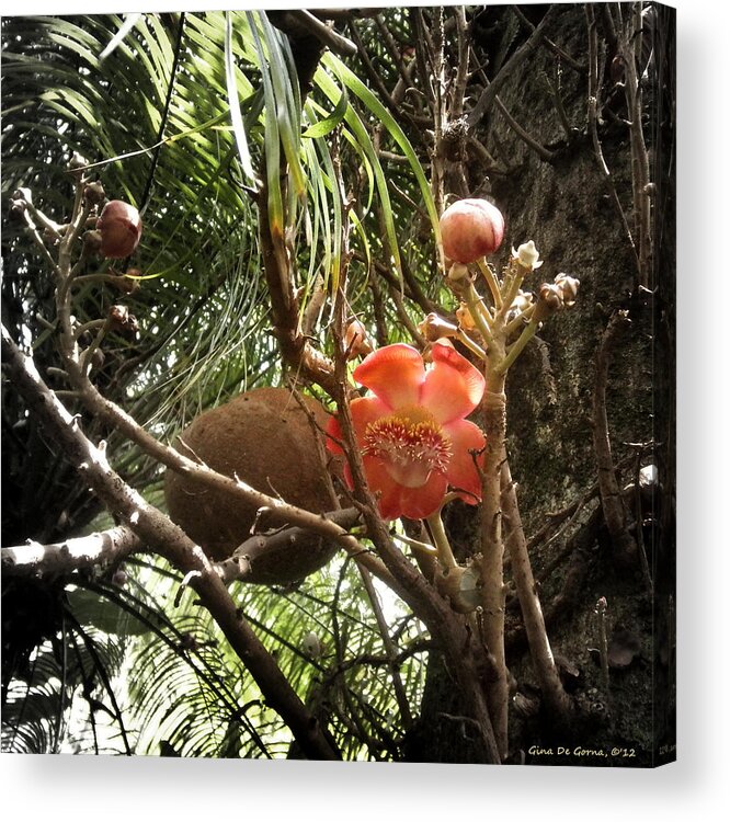 Flowers Acrylic Print featuring the photograph Tropical Flowers #7 by Gina De Gorna