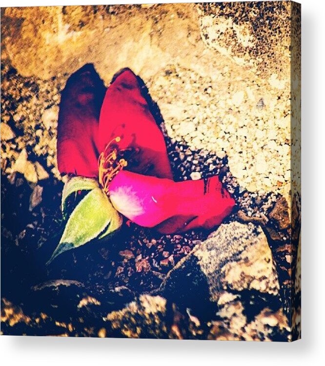 Summer Acrylic Print featuring the photograph A Dying Rose by San Gill