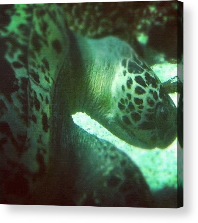 Turtle Acrylic Print featuring the photograph A #green #sea #turtle (chelonia Mydas) by Victor Wong