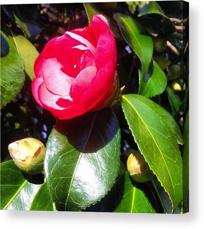 Botany Acrylic Print featuring the photograph A #japanese #camellia Coming Into by Victor Wong