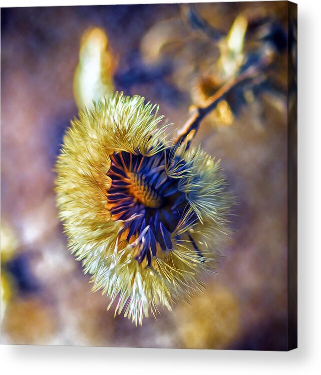 Nature Acrylic Print featuring the photograph A Look Inside by Bill and Linda Tiepelman