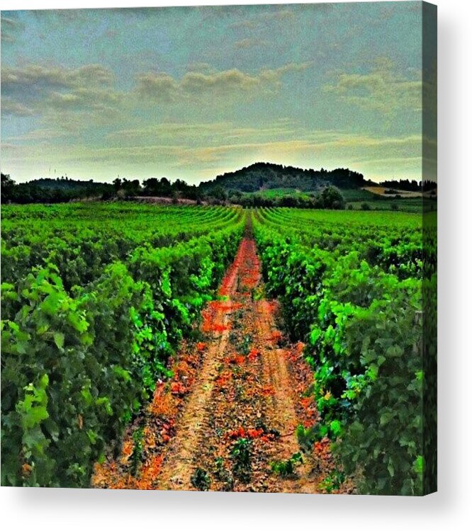 Champs Acrylic Print featuring the photograph A #nice #vineyard Near #carcassonne In by Zoltan Toth