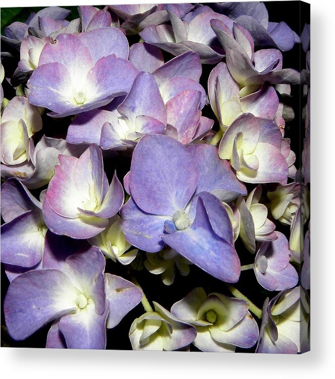 Hydrangea Acrylic Print featuring the photograph A Purple Blue Explosion by Kim Galluzzo Wozniak