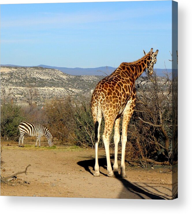 Giraffe Acrylic Print featuring the photograph African Safari in Arizona by Kim Galluzzo Wozniak