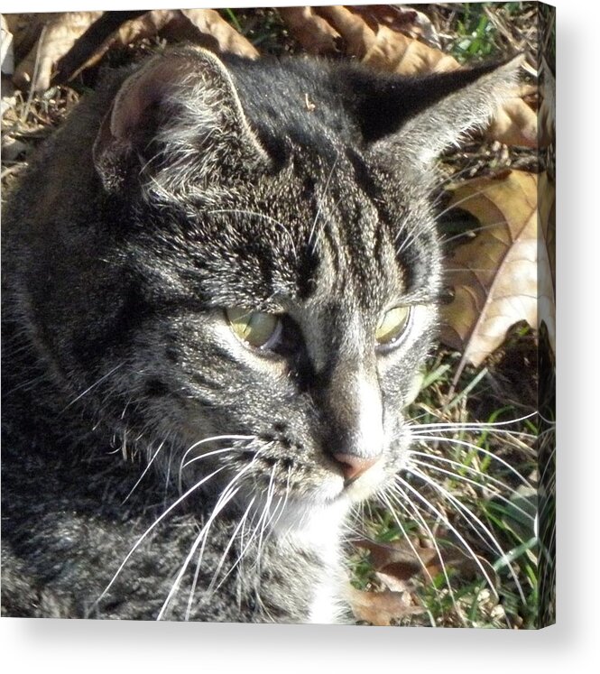 Cat Acrylic Print featuring the photograph Always In Hunt Mode by Kim Galluzzo