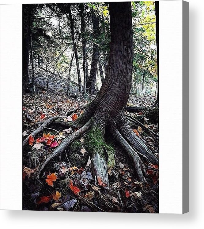 Teamrebel Acrylic Print featuring the photograph Ancient Roots by Natasha Marco