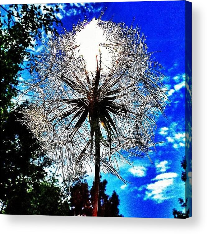  Acrylic Print featuring the photograph Another Dandelion With The Sun 😃 by Sean M