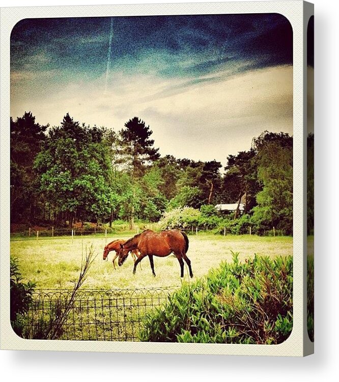 Beautiful Acrylic Print featuring the photograph Another One With #horses by Wilbert Claessens