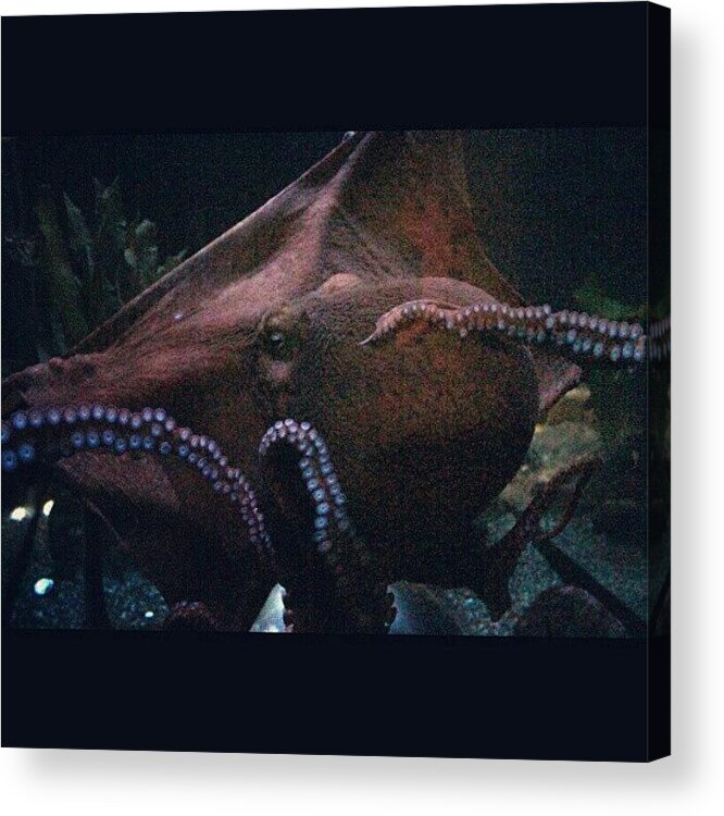 Nature_seekers Acrylic Print featuring the photograph Another Sea Creature :) by Saul Jesse Beas