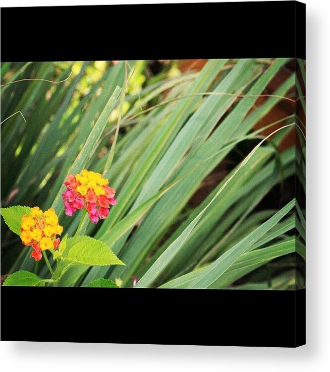 Bahrani Acrylic Print featuring the photograph Another Wild Flower By My Lens, A Truly by Ahmed Oujan