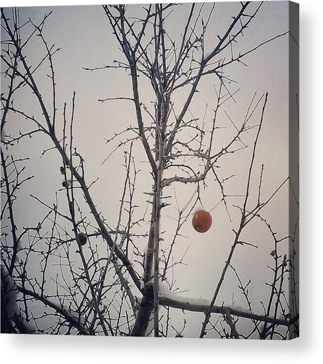 Appletree Acrylic Print featuring the photograph Apple Still On A Bare Snowy Tree by Bobby Ziegler