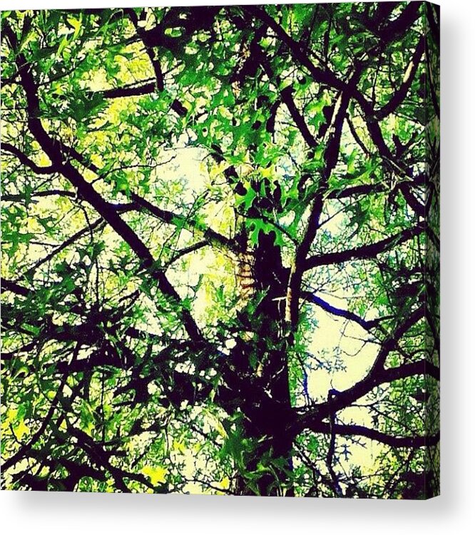 Summer Acrylic Print featuring the photograph #arianepo , #tree, #leaf, #leaves by Ariane Polena