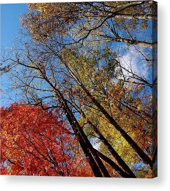  Acrylic Print featuring the photograph Autumn Leaves - Nc by Joel Lopez