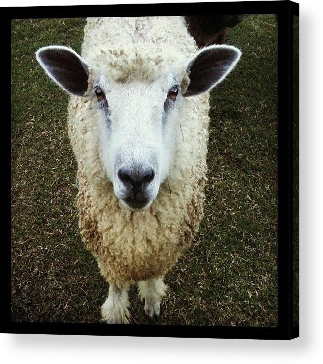 Sheep Acrylic Print featuring the photograph Baaa Baaa by Brooke Cain
