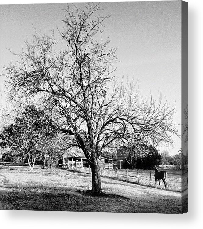  Acrylic Print featuring the photograph Back Home In Tuskegee by Randy Lemoine