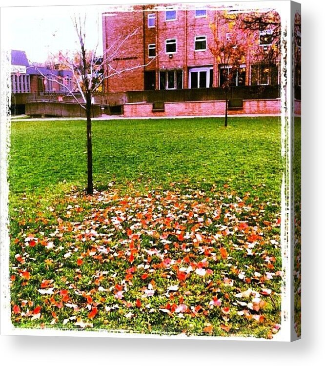  Acrylic Print featuring the photograph Bare Tree by Shejuti Biswas