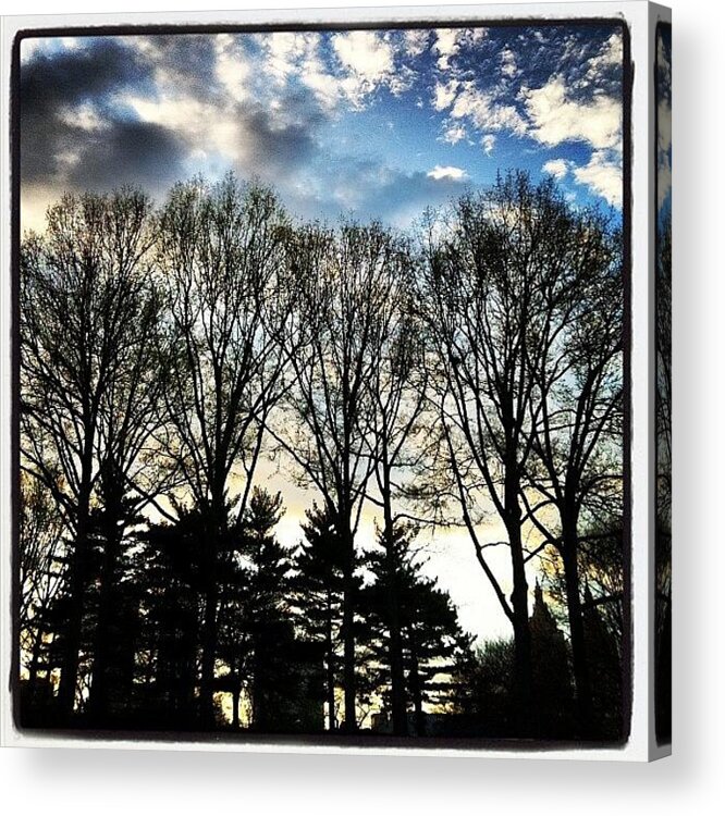 Wdesign Acrylic Print featuring the photograph Bare Trees In Central Park, New York by Arnab Mukherjee