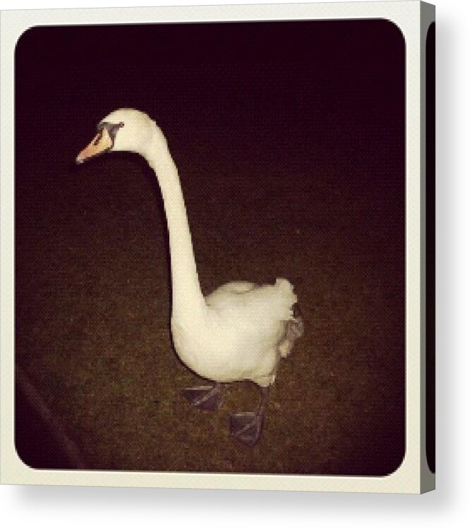 Beautiful Acrylic Print featuring the photograph #beautiful #white #swan #peace #winter by Becky Green