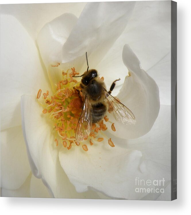 Bee Acrylic Print featuring the photograph Bee in a White Rose by Lainie Wrightson