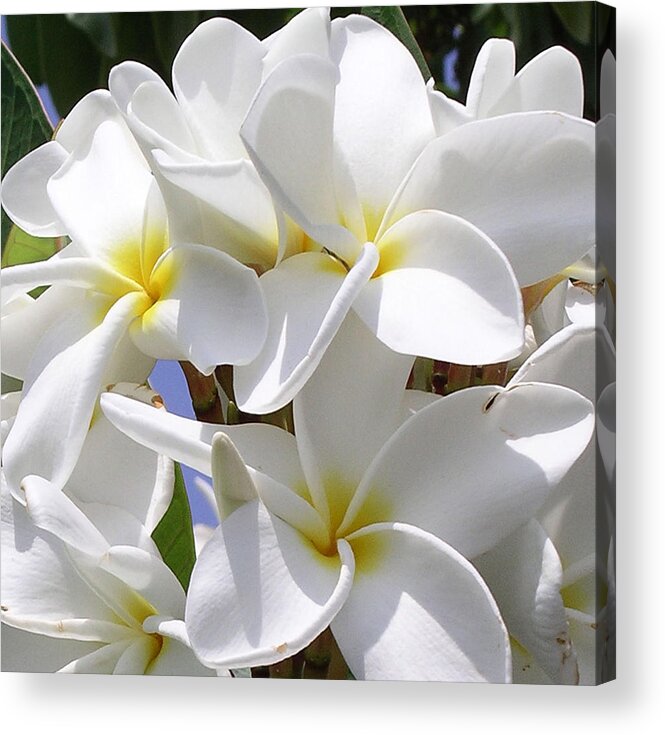 Plumeria Acrylic Print featuring the photograph Best Plumeria by Karen Nicholson