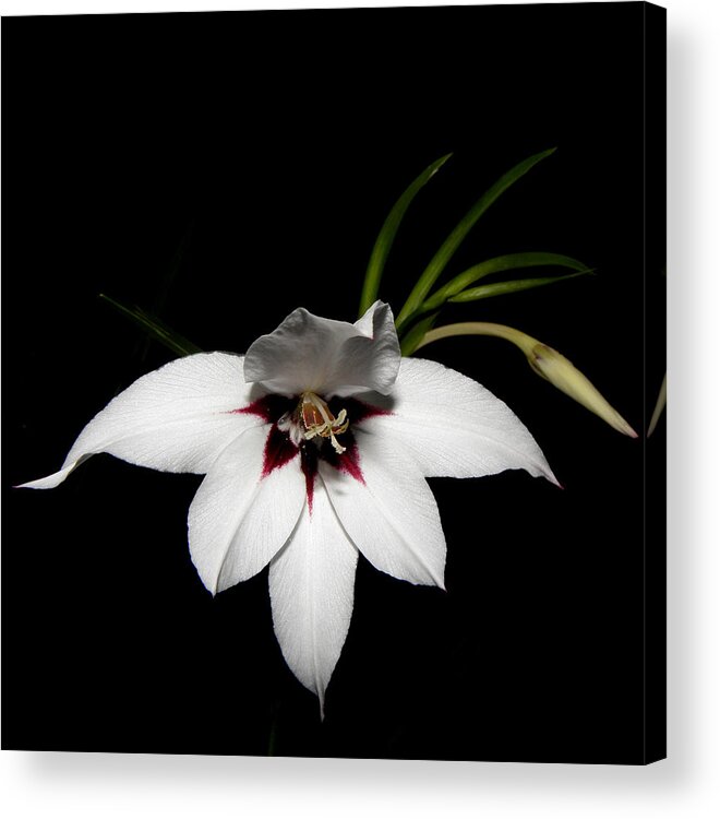 White Flower Acrylic Print featuring the photograph Bianco Floater by Kim Galluzzo Wozniak