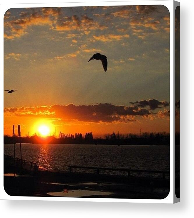 Beautiful Acrylic Print featuring the photograph #birds #nature #instagood #instalove by Ange Exile DuParadis
