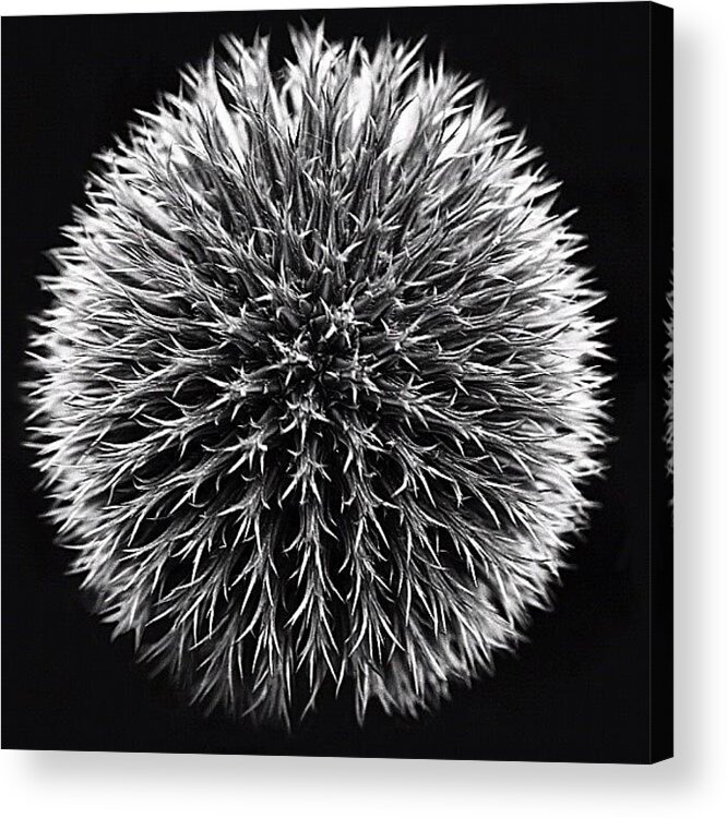 Texturelicious Acrylic Print featuring the photograph Black Globe Thistle by Carl Milner