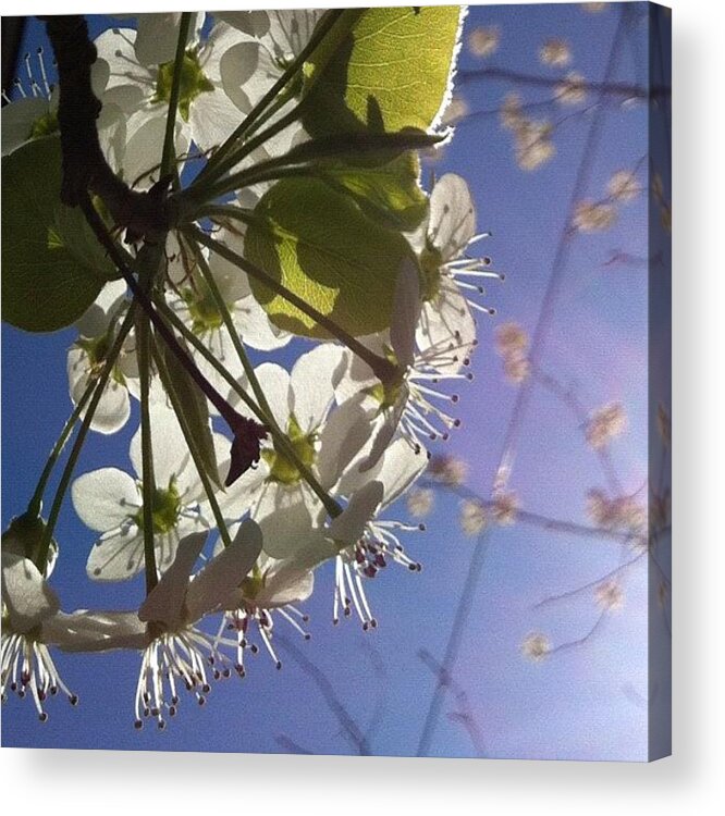 Tree Acrylic Print featuring the photograph Blossoms In Bloom by Katie Cupcakes