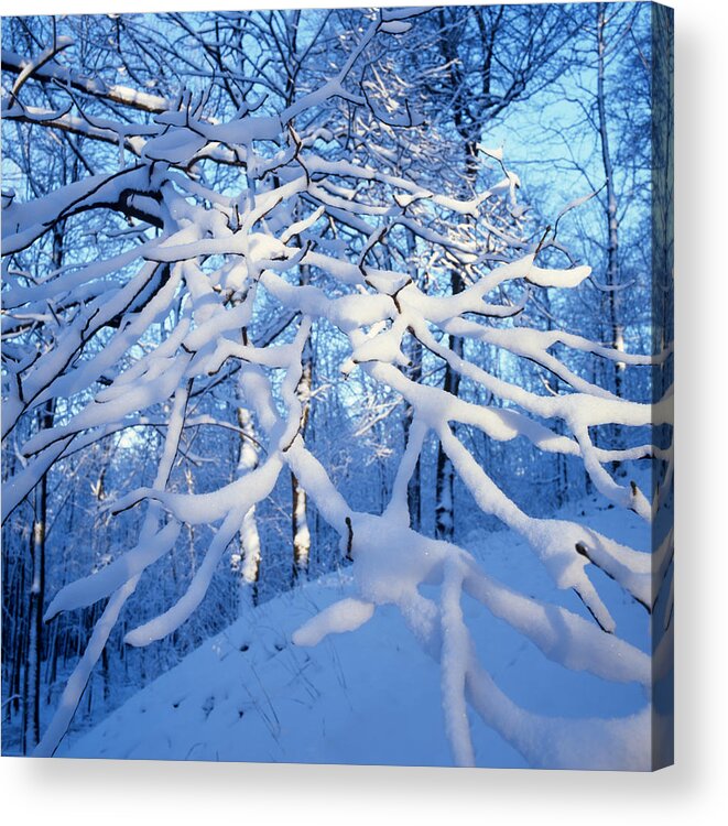 Winter Acrylic Print featuring the photograph Blue and white forest - available for licensing by Ulrich Kunst And Bettina Scheidulin