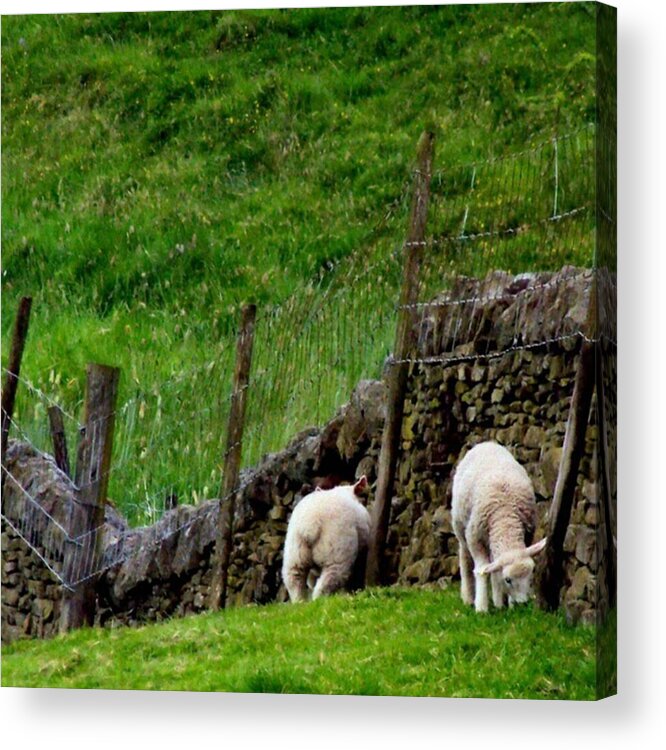 Lamb Acrylic Print featuring the photograph British Lamb by Abbie Shores